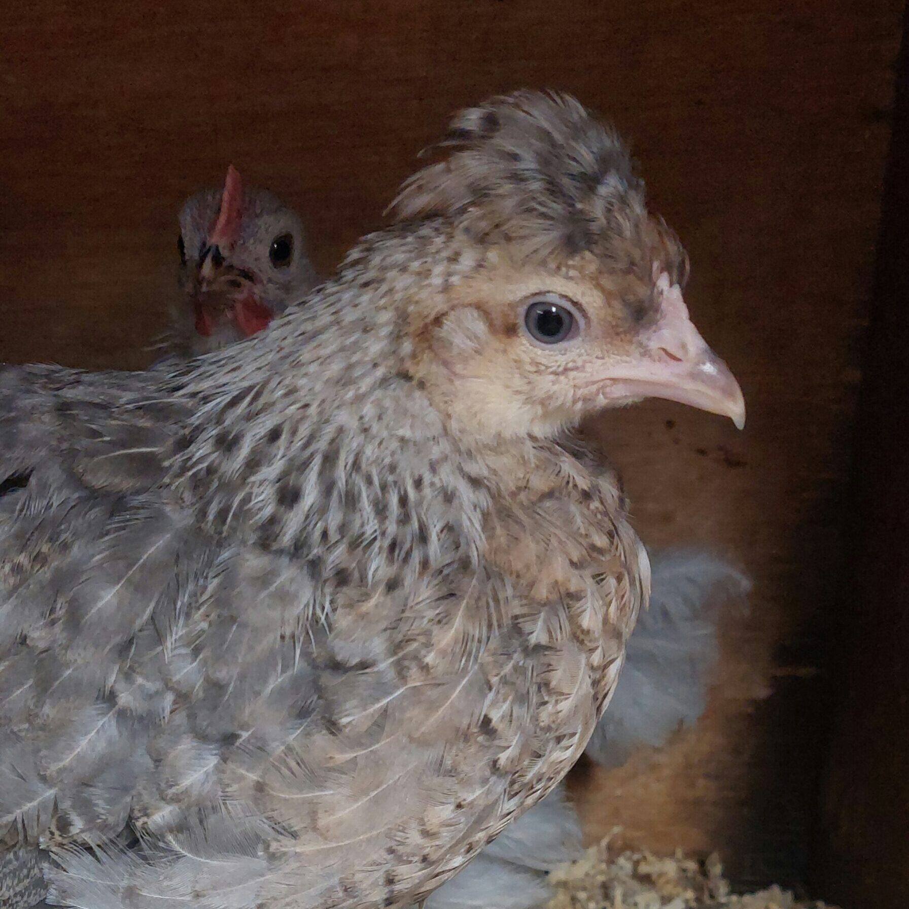 Cream Crested Legbar x Devon Blue Pullet Chicks – Blue Layers - hatching date 12/05/2026 - Image 7