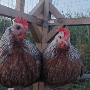 Grey Silver Dorking Pullet