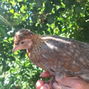 Cream Crested Legbar x Devon Blue Pullet  -16 weeks old - pullet