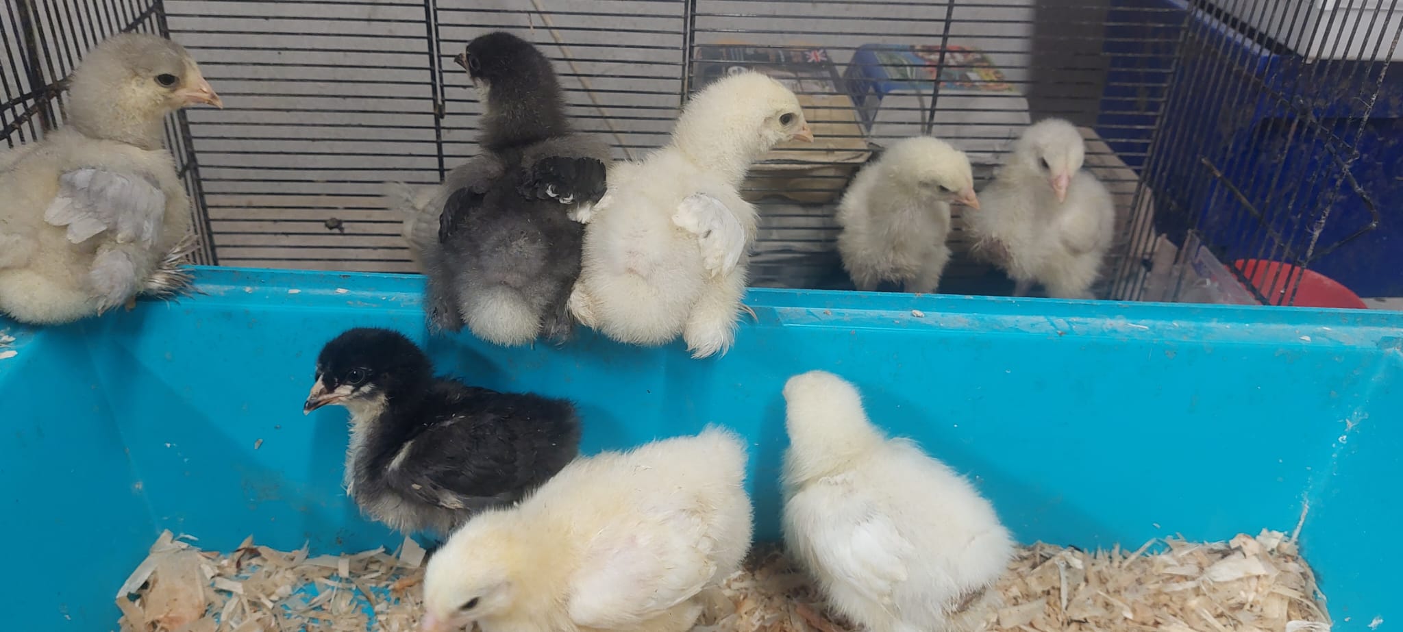 Dark Blue Brahma, Splash Blue & black Brahma Chicks hatched 31/05/2026 - Image 18