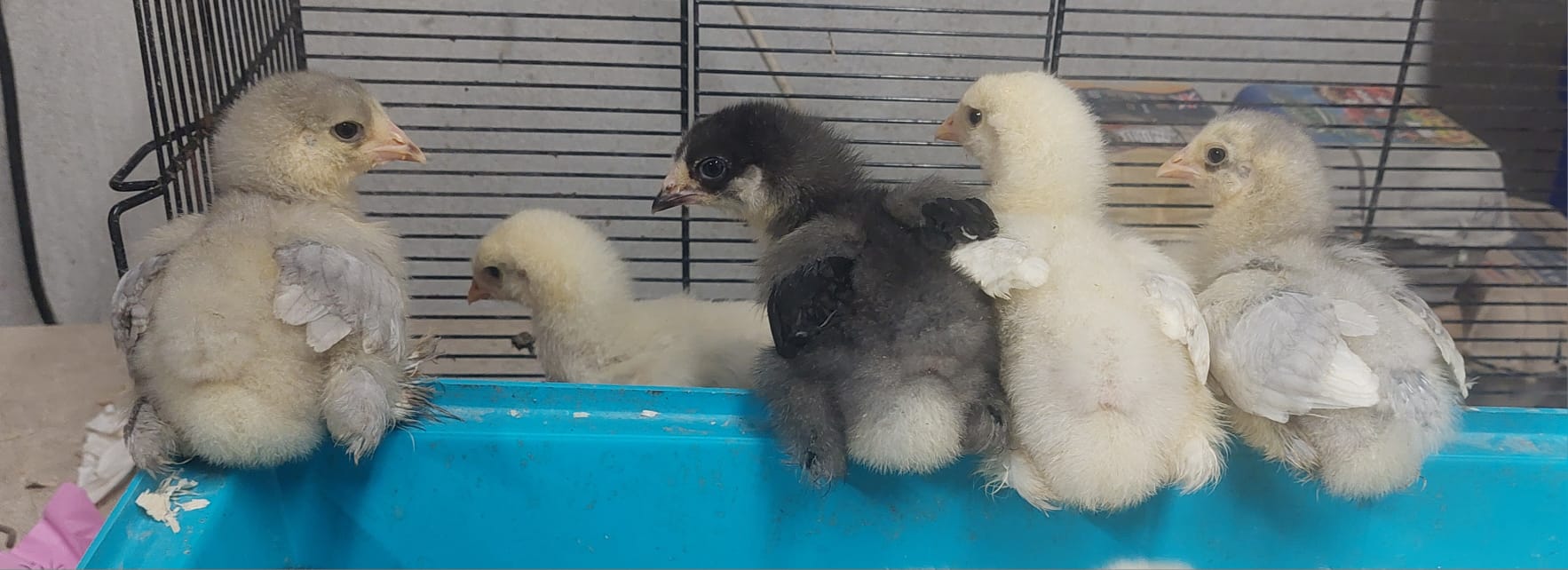Dark Blue Brahma, Splash Blue & black Brahma Chicks hatched 31/05/2026 - Image 17