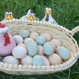 Mystery Box Hatching Eggs (half doz.)