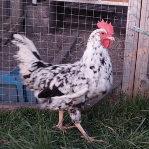 Exchequer Leghorn Pullets POL