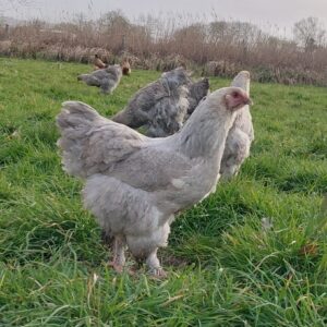 Isabella Brahma - Pullet - 16-18 weeks old