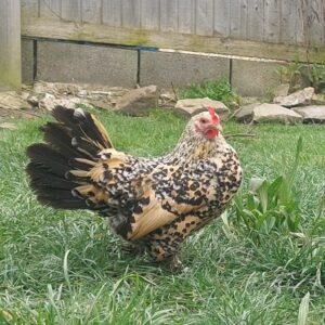 Lemon Millefleur Sablepoot hatching date 28/04/2026 - Female