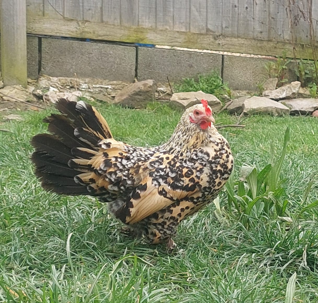 Lemon Millefleur Sablepoot hatching date 28/04/2026 - Female