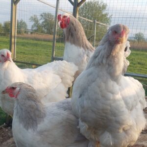 Brahma Hatching Eggs