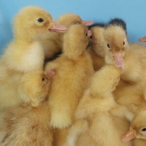 Cherry Valley Duck Duckling