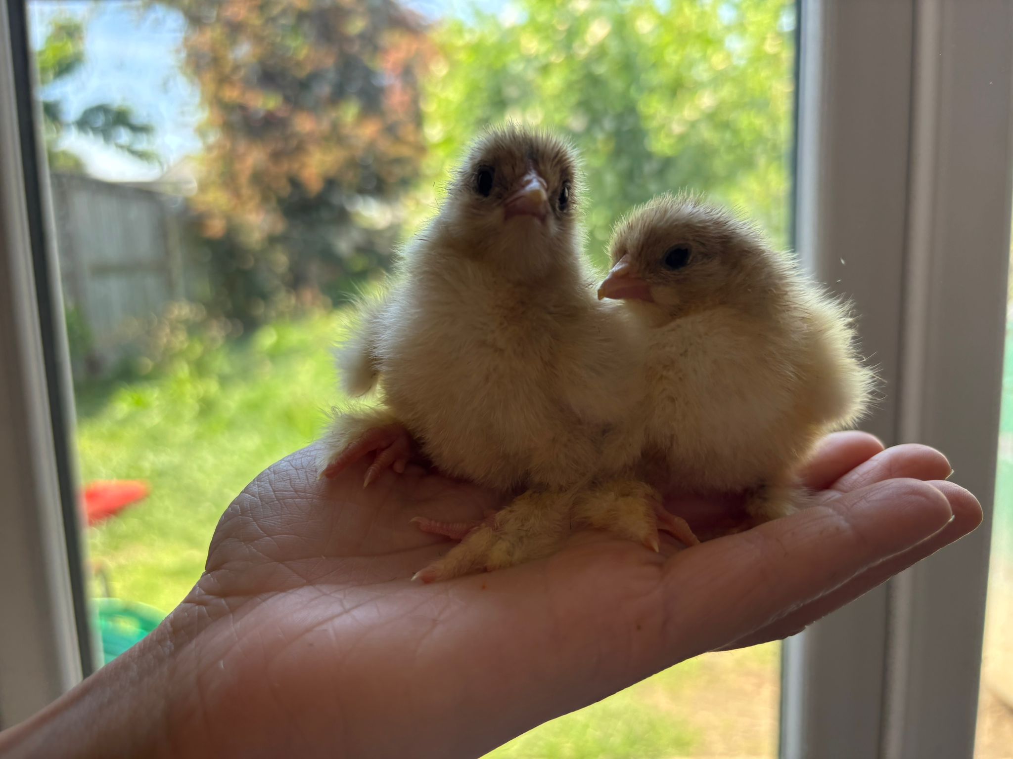 Day‑Old Chicks - Hatching date 31/06/2026 - Image 2