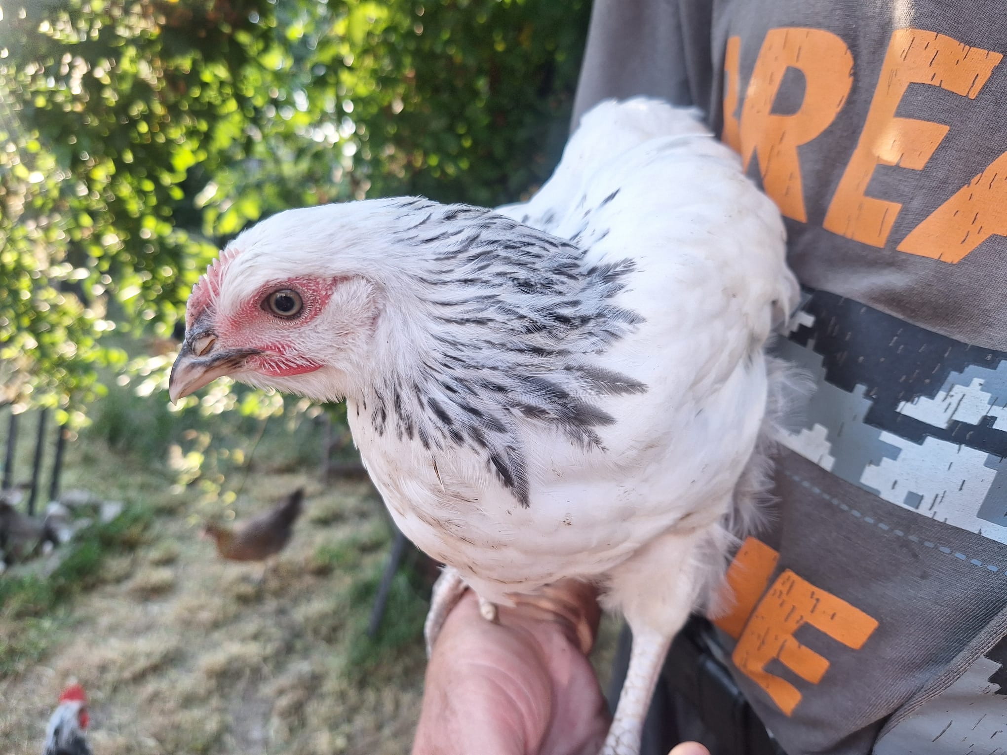 Light Sussex -10 weeks to 18 weeks old - pullet - Image 5
