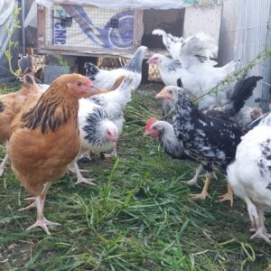 Chicks, Chickens, Cockerels - different age
