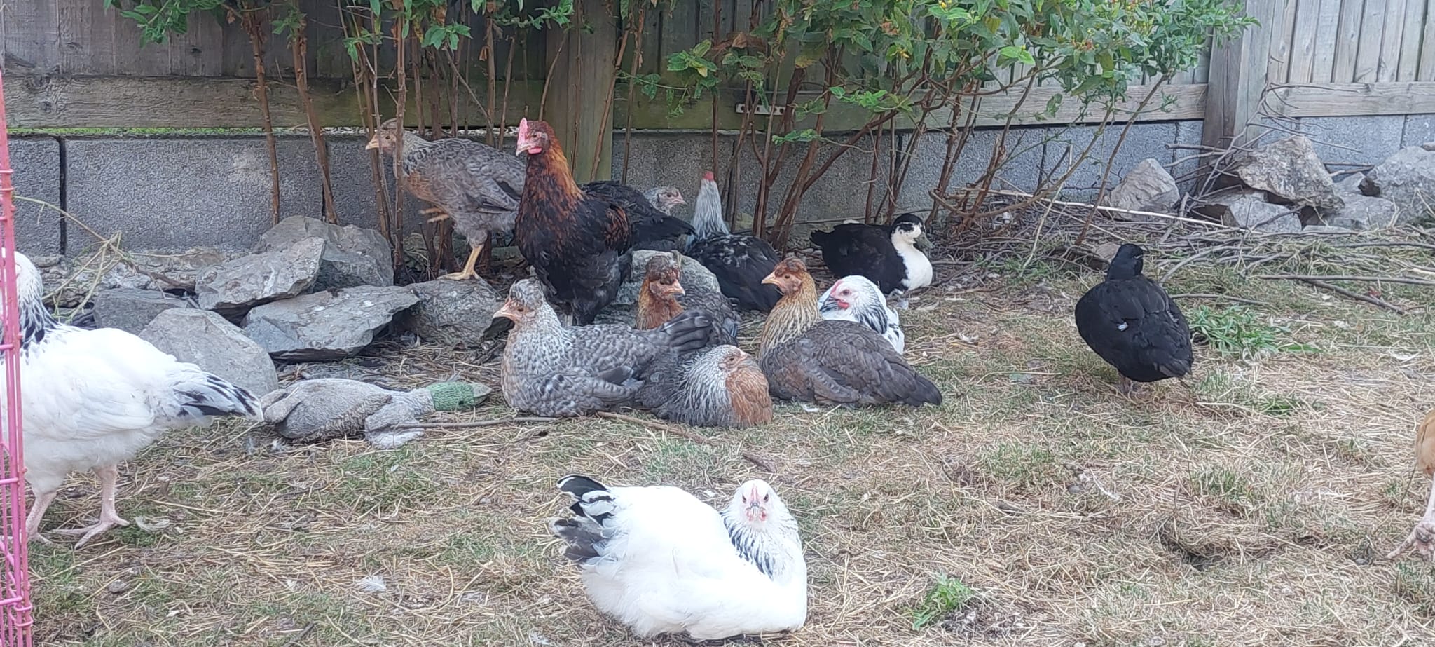 Chicks, Chickens, Cockerels - different age - Image 6