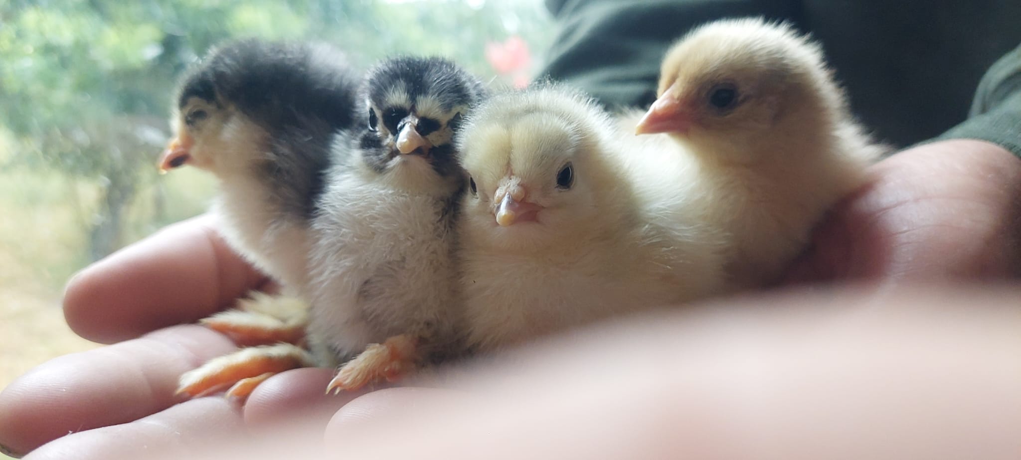 Chicks, Chickens, Cockerels - different age - Image 7