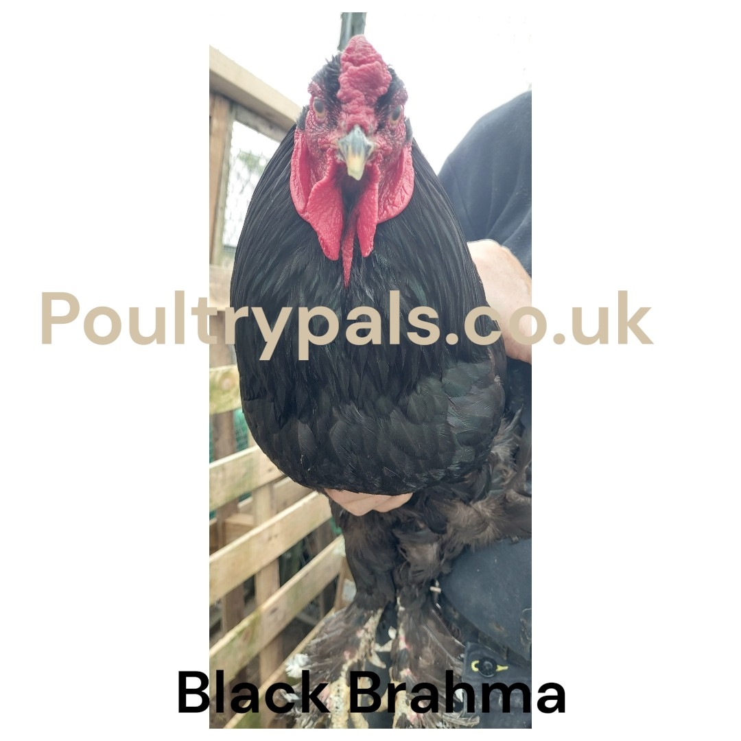 Dark Blue with Black Cockerel Brahma Hatching Eggs - Image 9