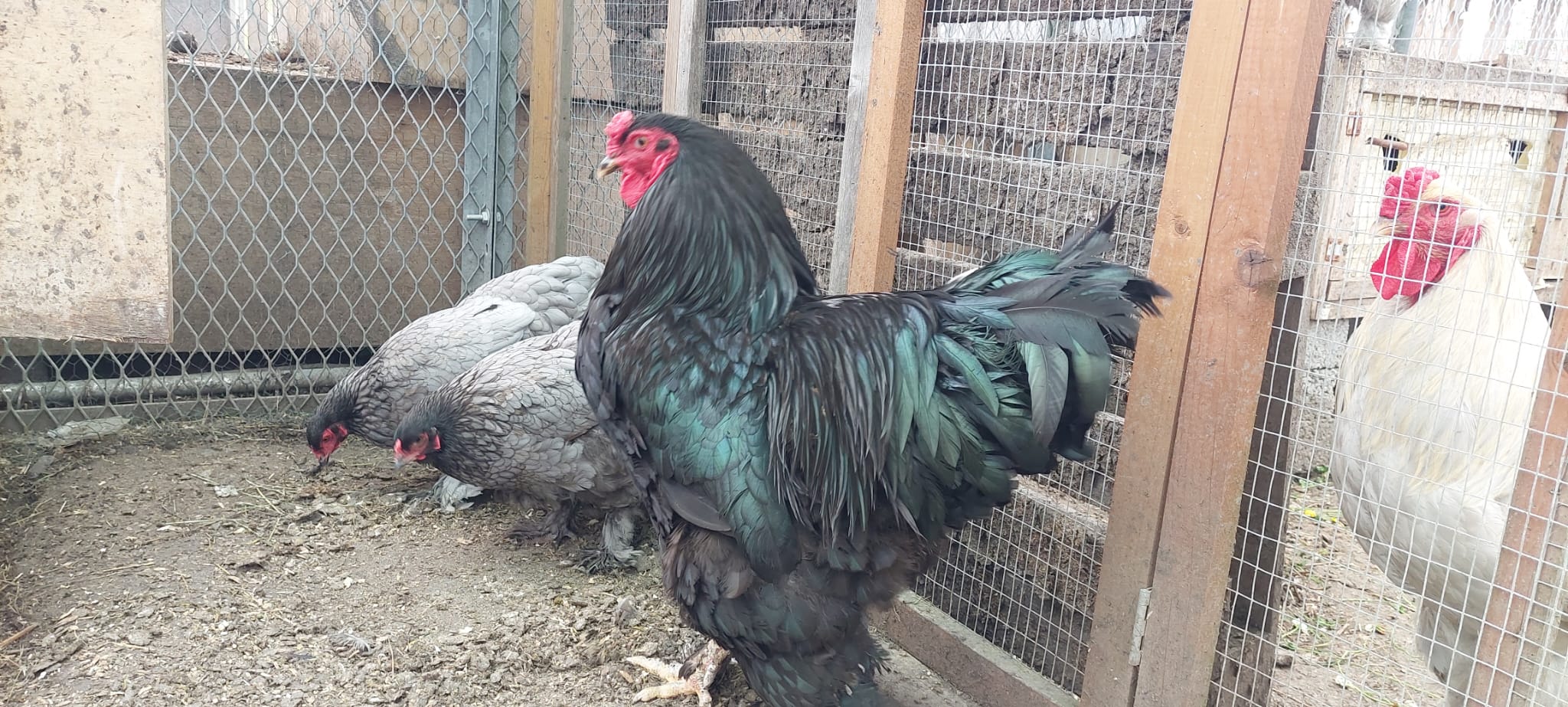 Dark Blue with Black Cockerel Brahma Hatching Eggs - Image 7