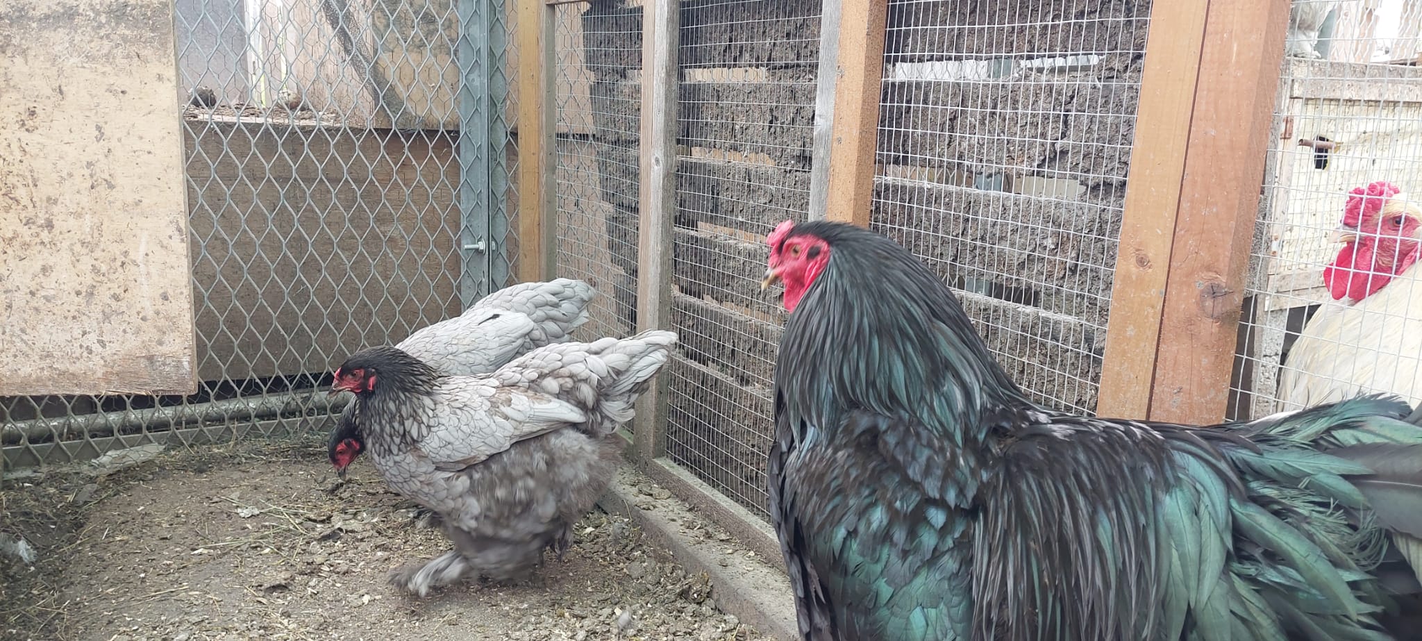 Dark Blue with Black Cockerel Brahma Hatching Eggs - Image 6