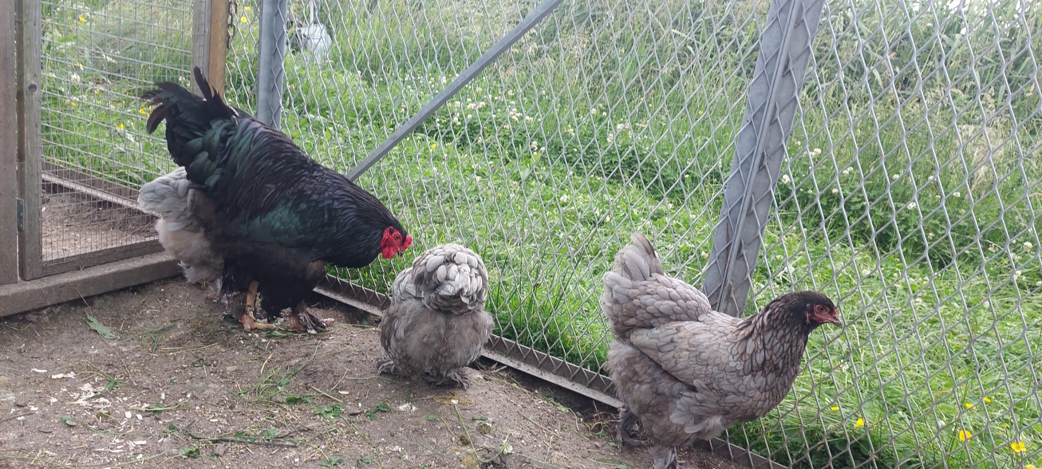 Dark Blue with Black Cockerel Brahma Hatching Eggs - Image 5