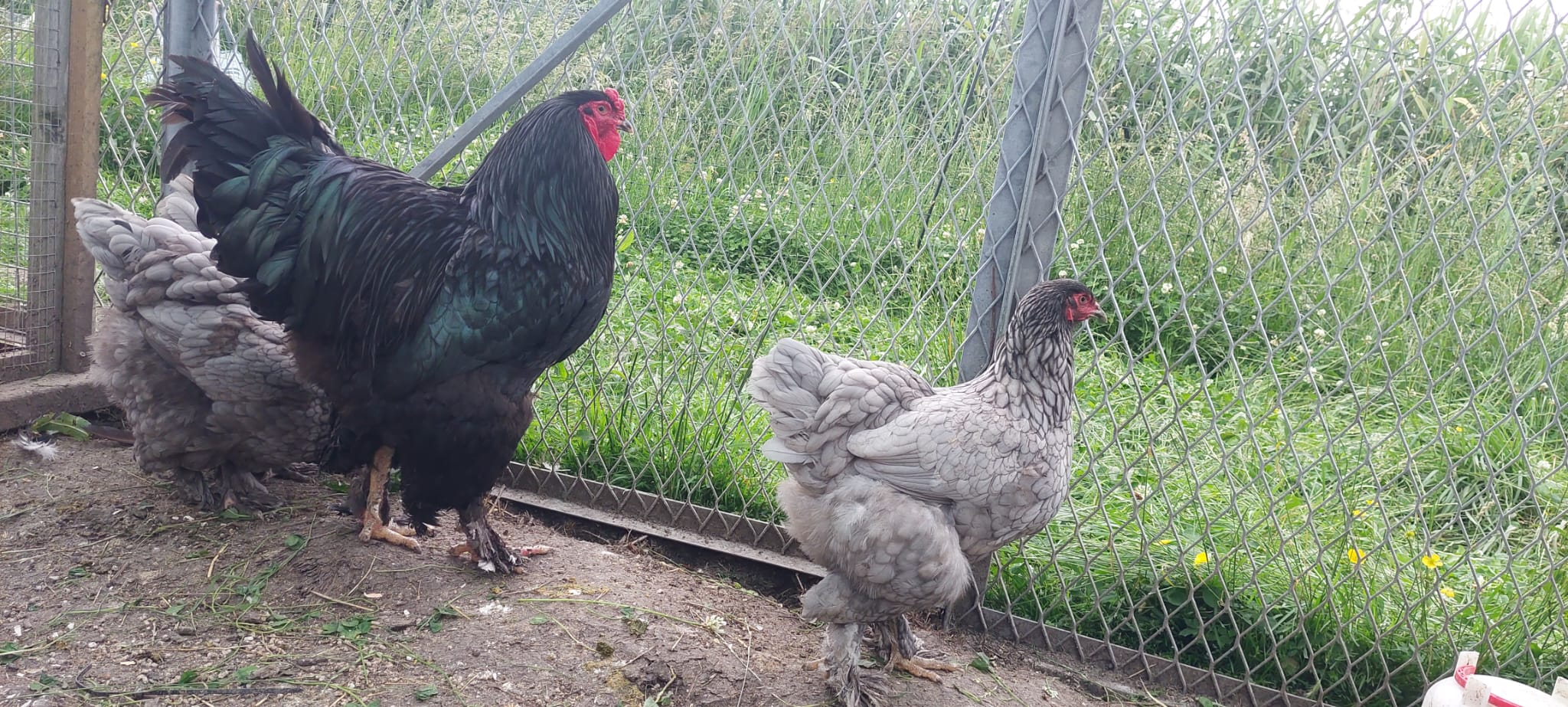 Dark Blue with Black Cockerel Brahma Hatching Eggs - Image 4