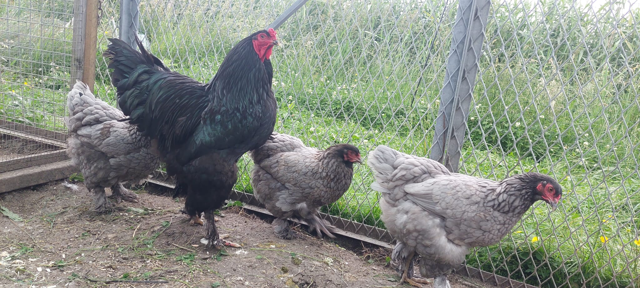 Dark Blue with Black Cockerel Brahma Hatching Eggs - Image 3