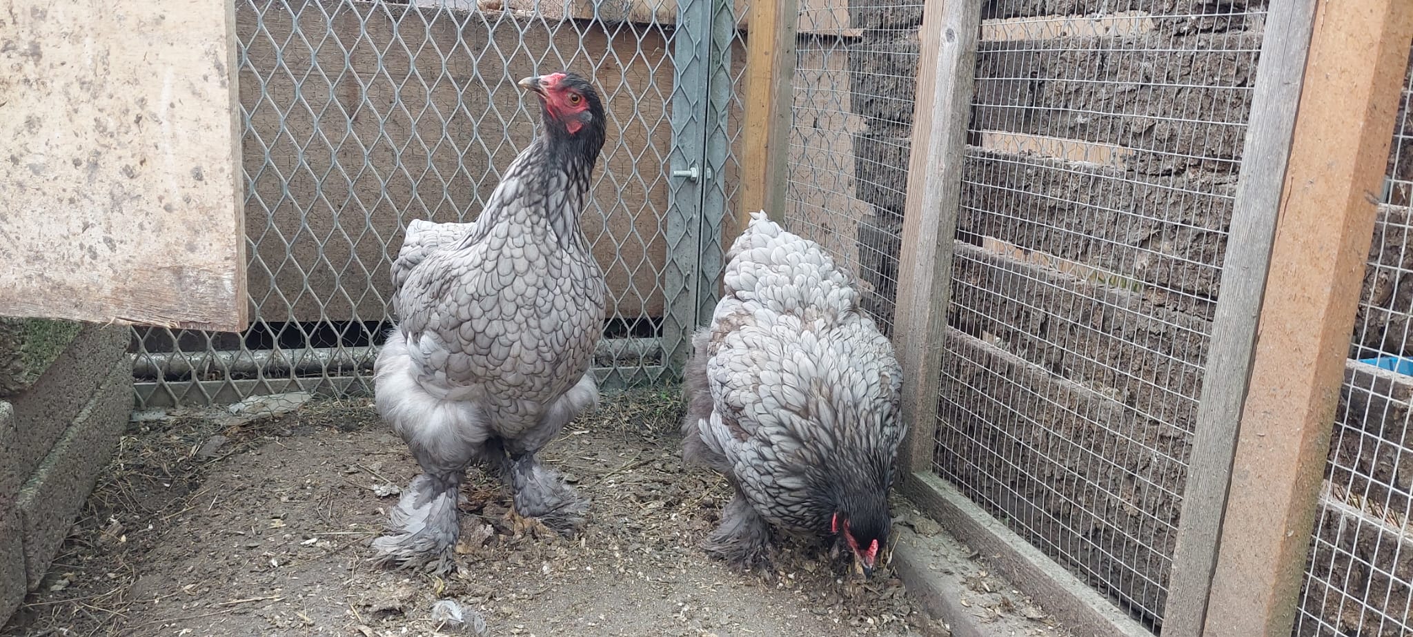 Dark Blue with Black Cockerel Brahma Hatching Eggs - Image 8