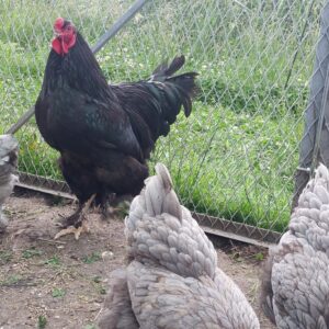 Dark Blue with Black Cockerel Brahma Hatching Eggs