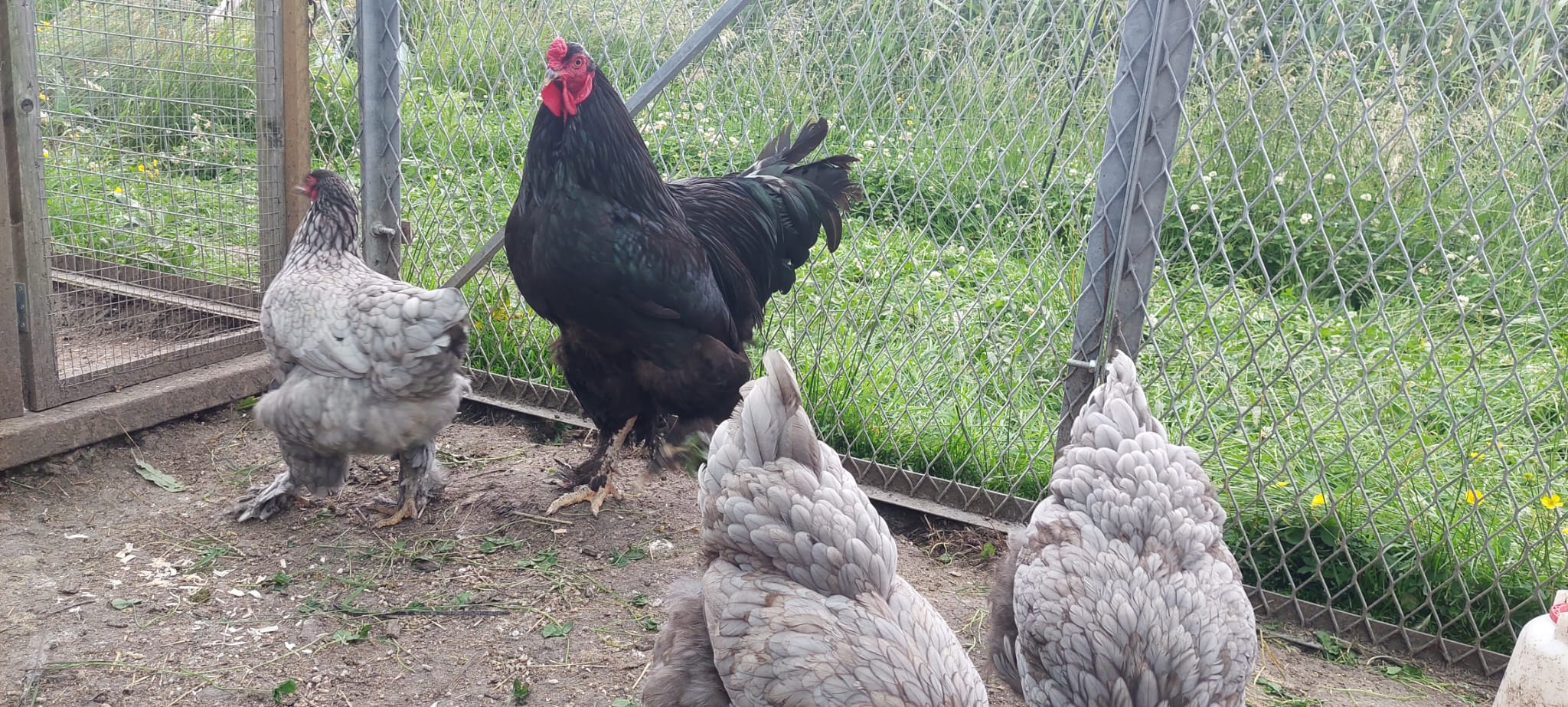Dark Blue with Black Cockerel Brahma Hatching Eggs