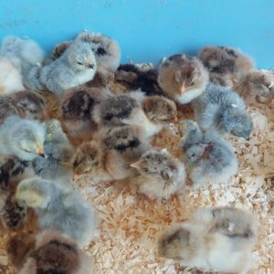 Chicks - Hatching date 22/06/2026