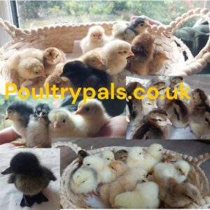 Day‑Old Chicks - Hatching date 31/06/2026