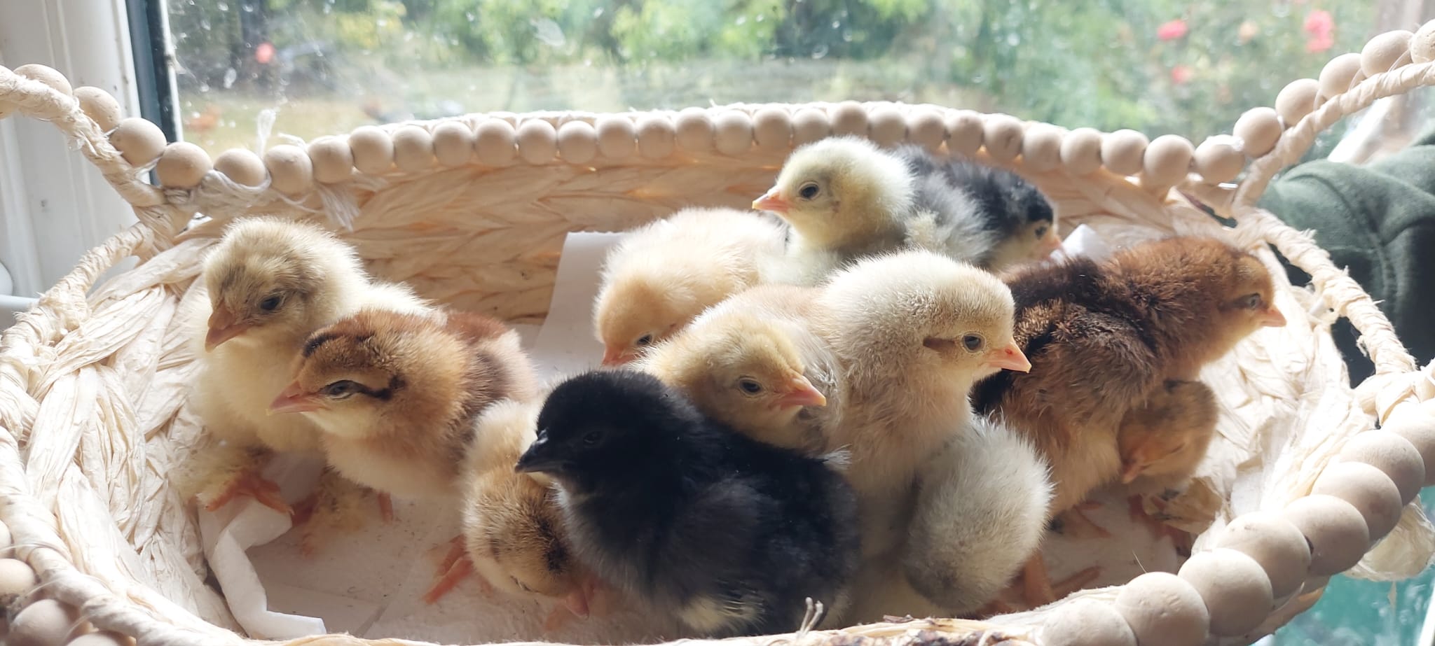 Day‑Old Chicks - Hatching date 31/06/2026 - Image 6