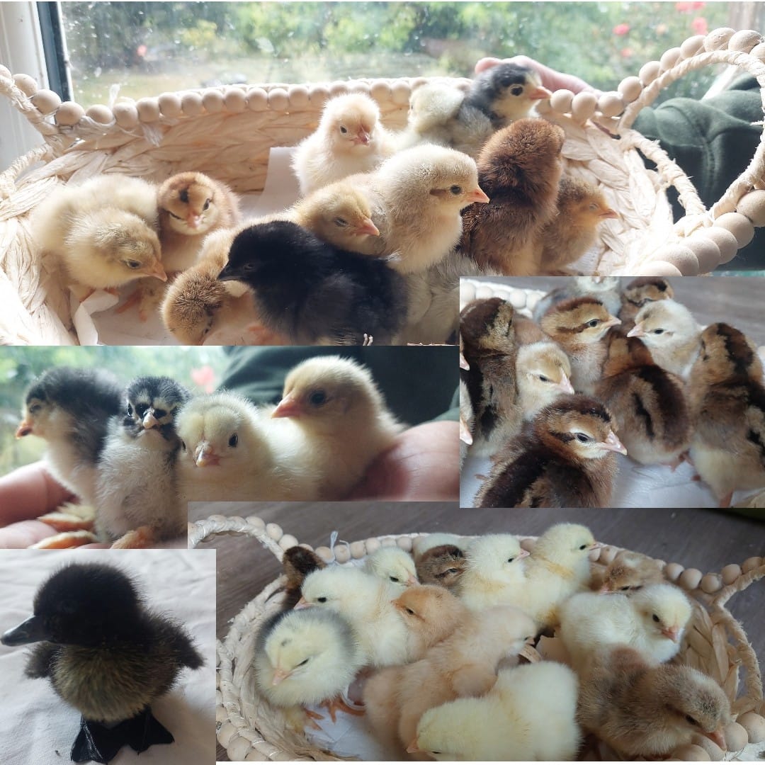 Day‑Old Chicks - Hatching date 31/06/2026 - Image 11