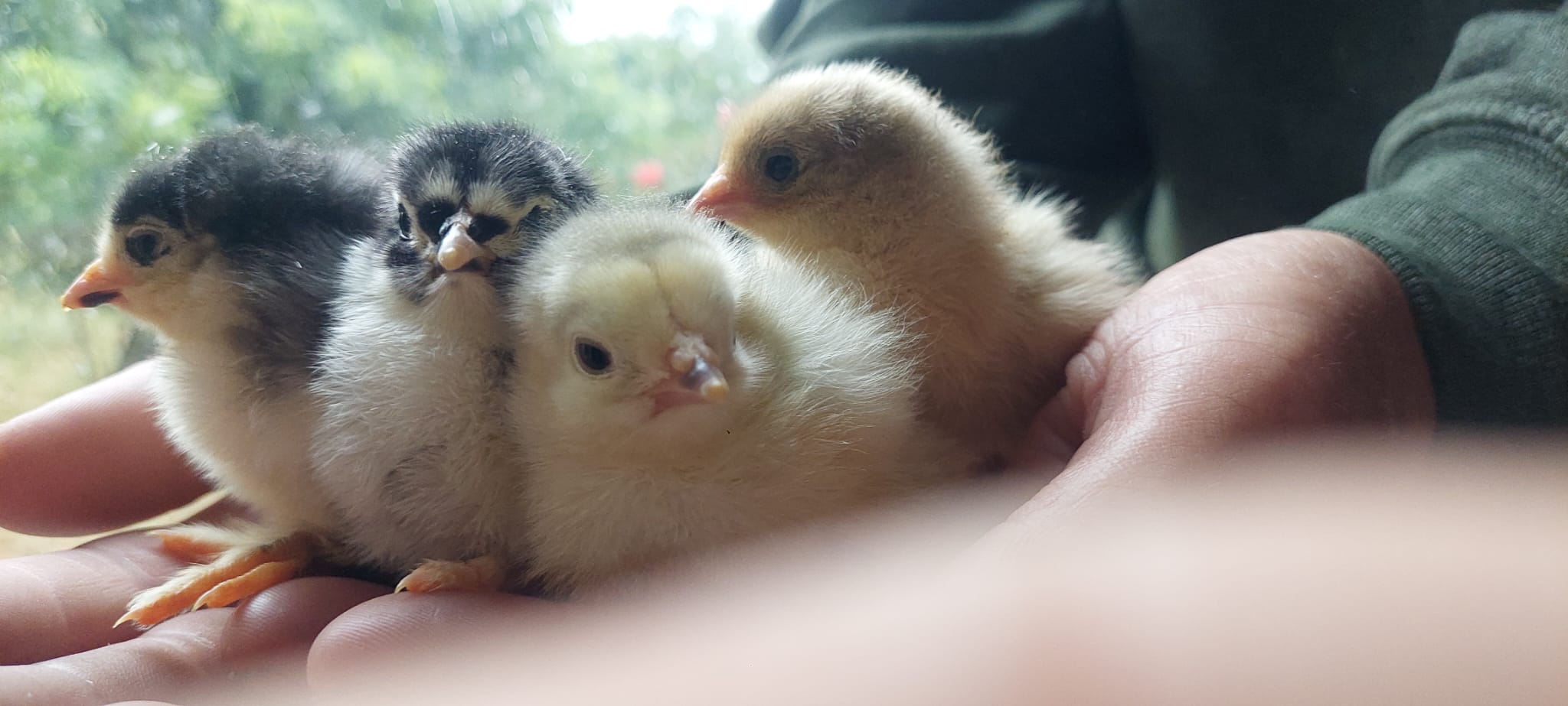 Day‑Old Chicks - Hatching date 31/06/2026 - Image 8