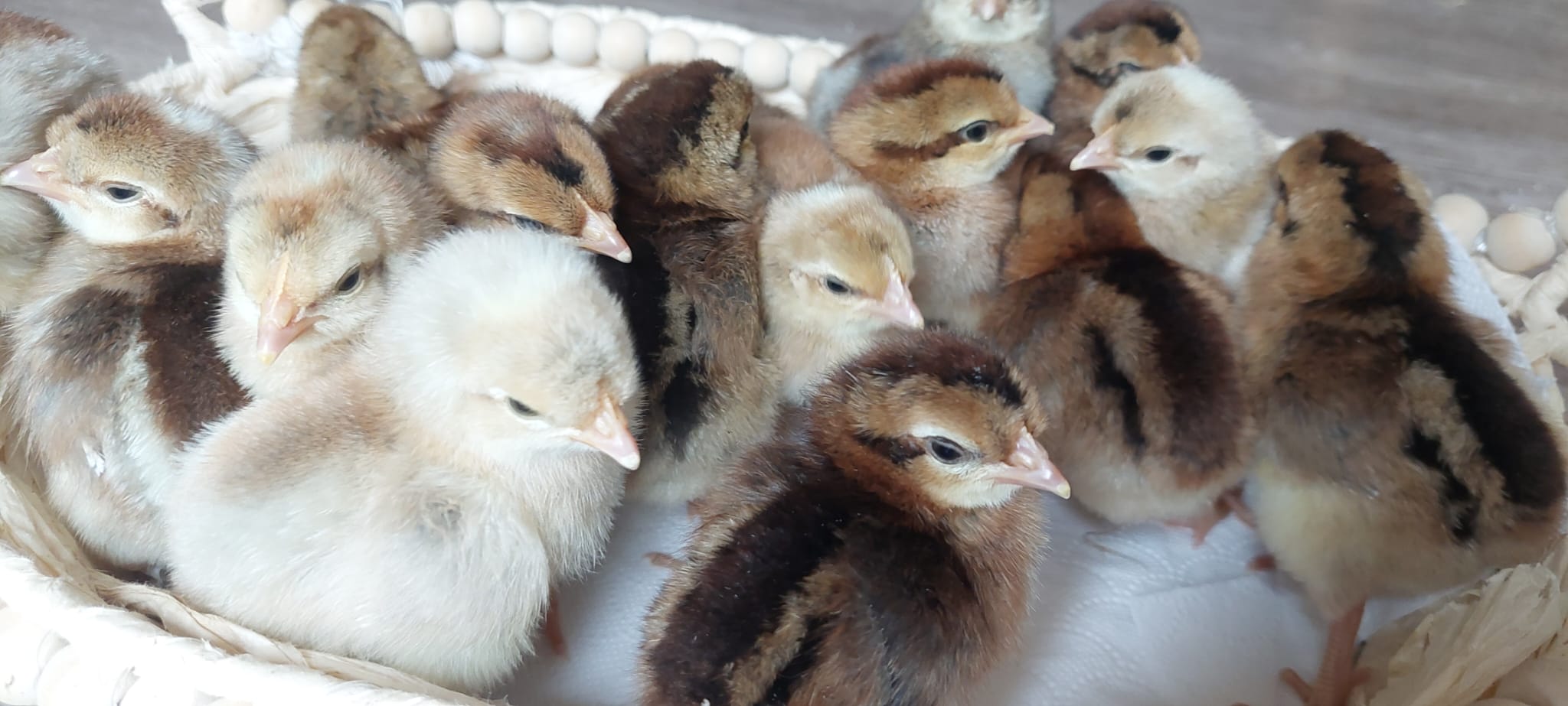 Day‑Old Chicks - Hatching date 31/06/2026 - Image 9
