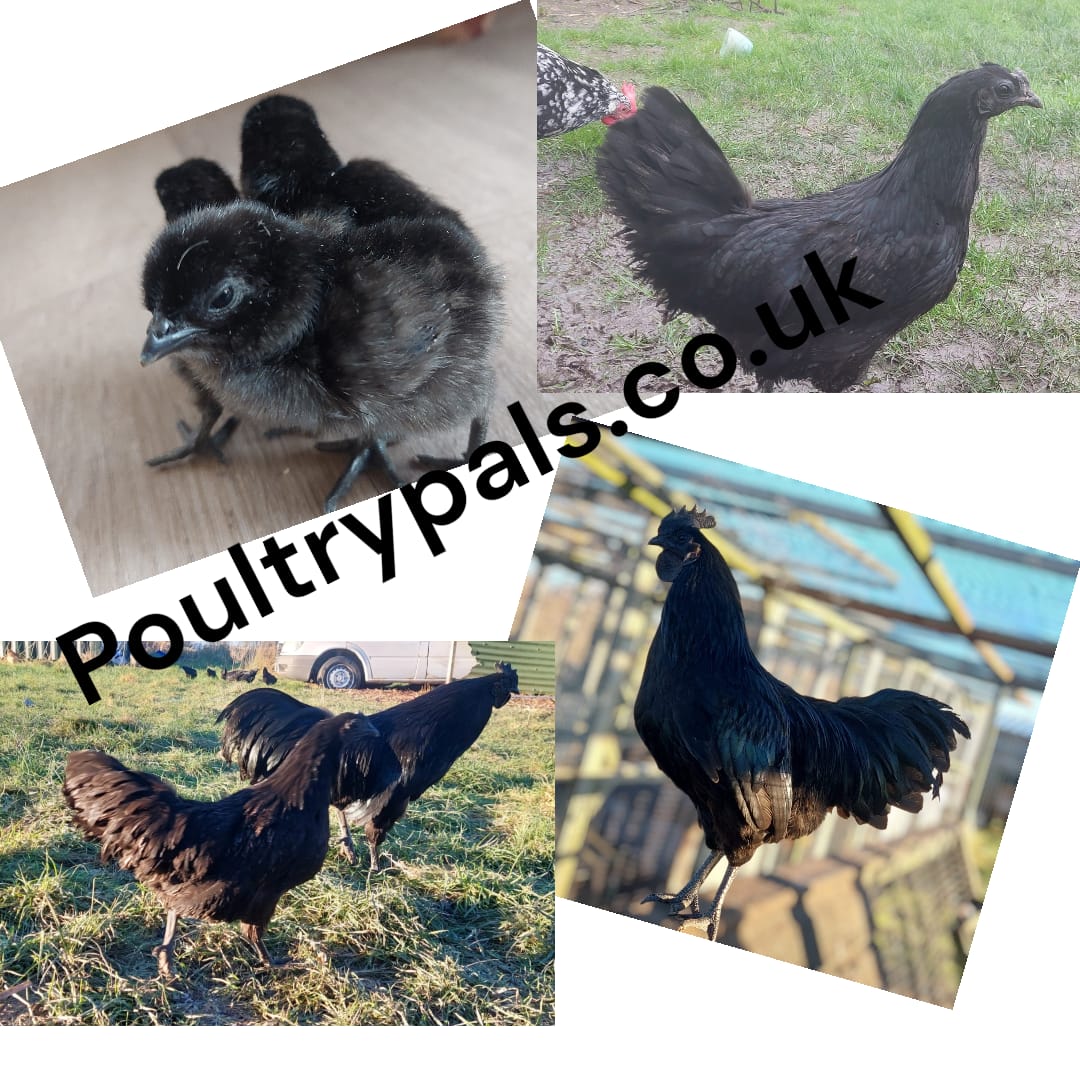Ayam Cemani Chicks - hatching date 22/07/2026 - Image 3