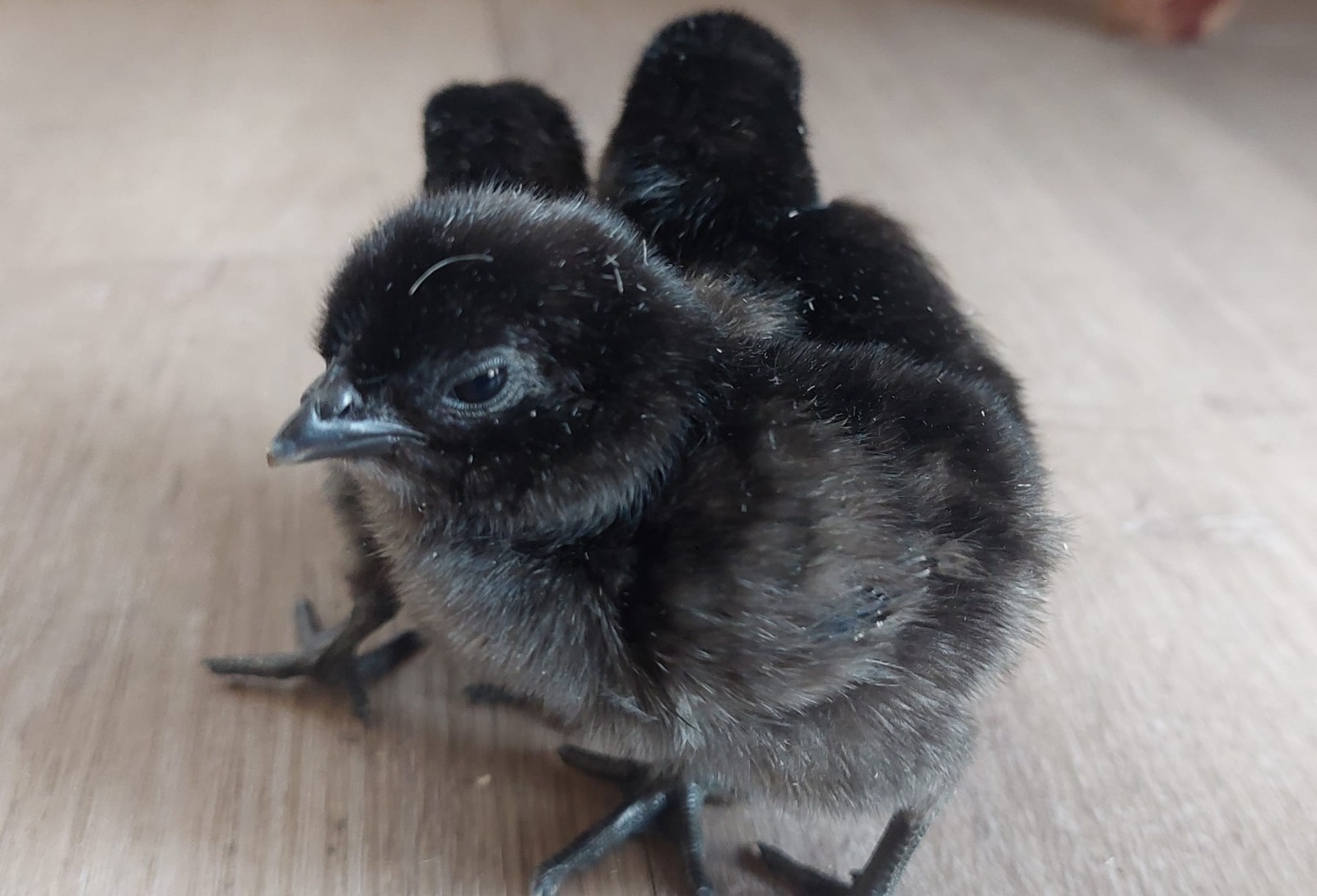 Ayam Cemani Chicks - hatching date 22/07/2026