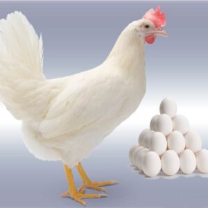 HyLine - Excellent Layers- Guaranteed females - Hatching date : 10.09.2026