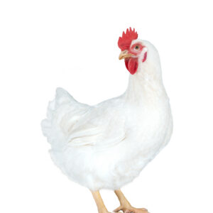 Hubbard (Table birds)